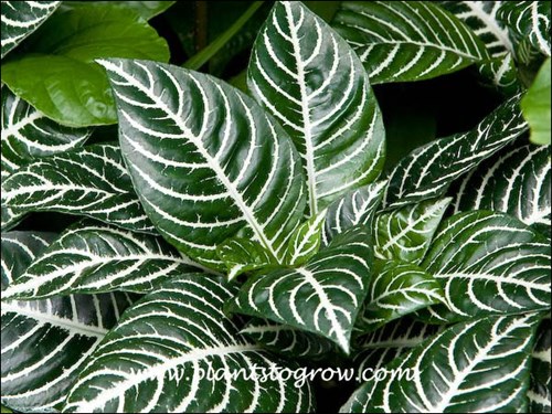 The white veins are a decorative feature of this plant.